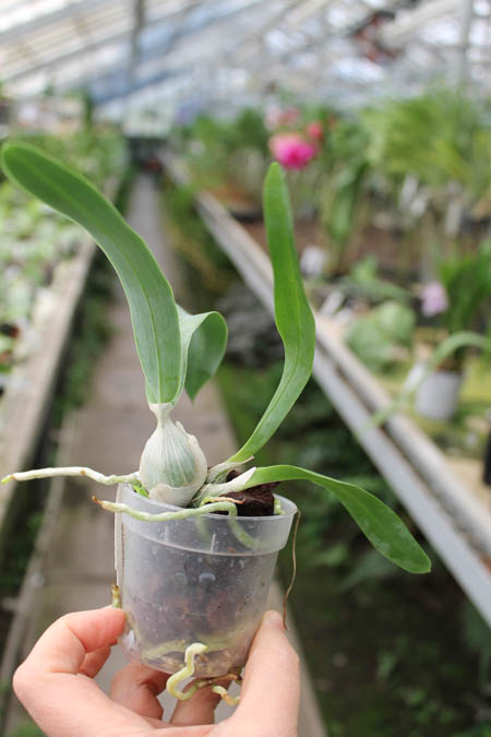 Encyclia mariae x citrina.jpg