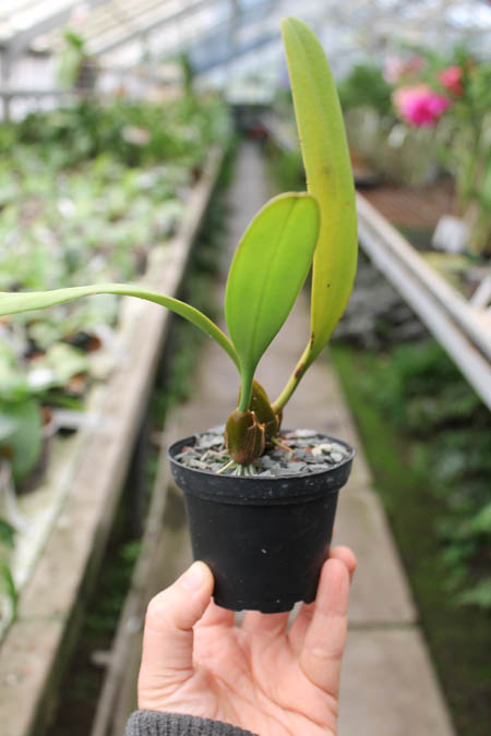 Bulbophyllum medusae.jpg