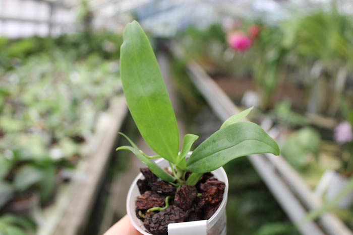 Aerangis citrata.jpg