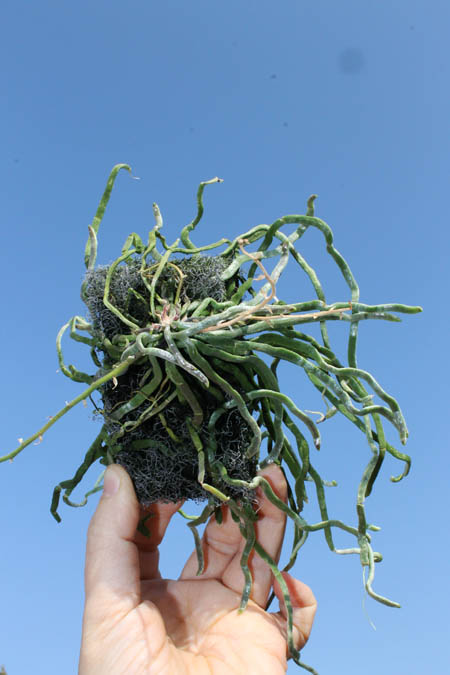 Chiloschista segawai.jpg