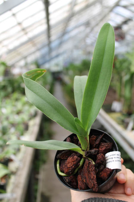 Angraecum longicalcar.jpg