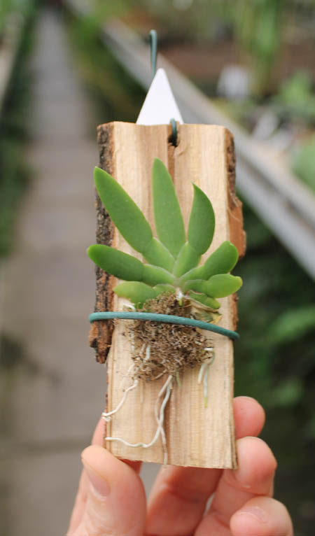 Ornithocephalus gladiatus.jpg