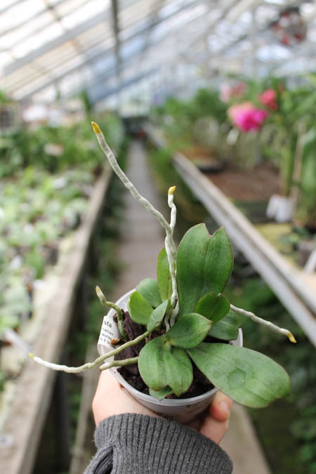 Aerangis distincta x modesta.jpg