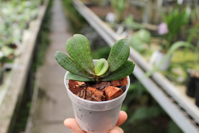 Aerangis brachycarpa.jpg