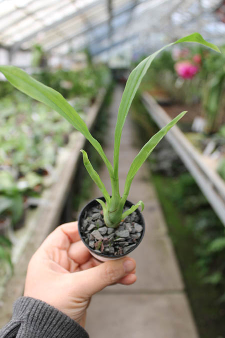 Cycnoches loddigesii.JPG