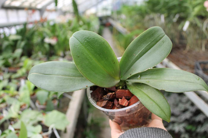 Phalaenopsis Mini Mark 'Maria Teresa'.jpg