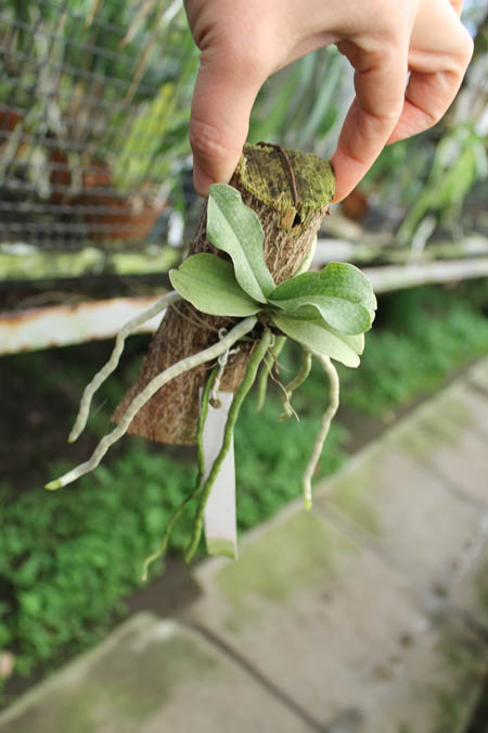 Aerangis somalensis.jpg