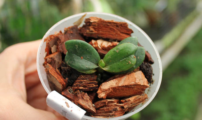 Aerangis brachycarpa.jpg