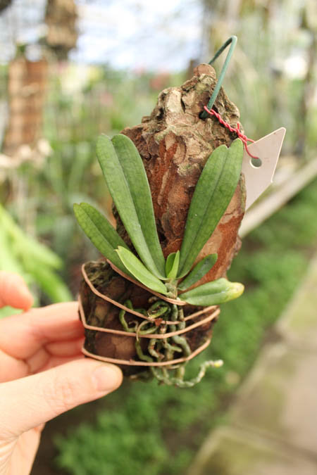 Aerangis mystacidii.jpg