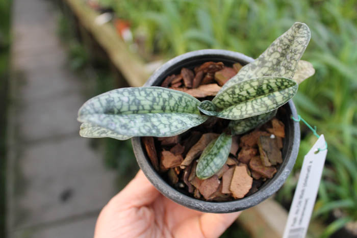 Paphiopedilum Ho Chi Minh (delenatii x vietnamense).jpg