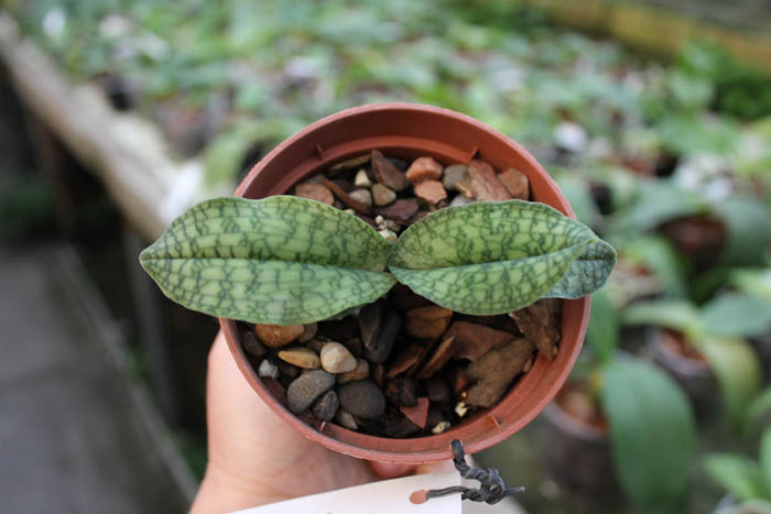 Paphiopedilum malipoense.jpg