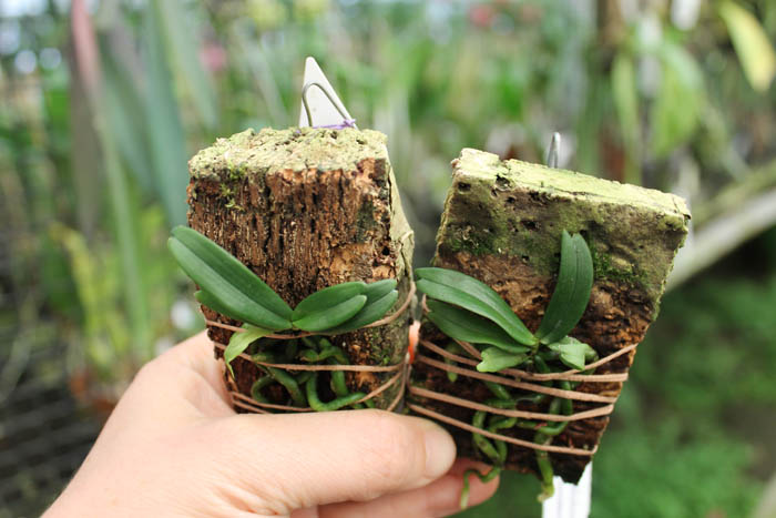 Aerangis rhodosticta.jpg