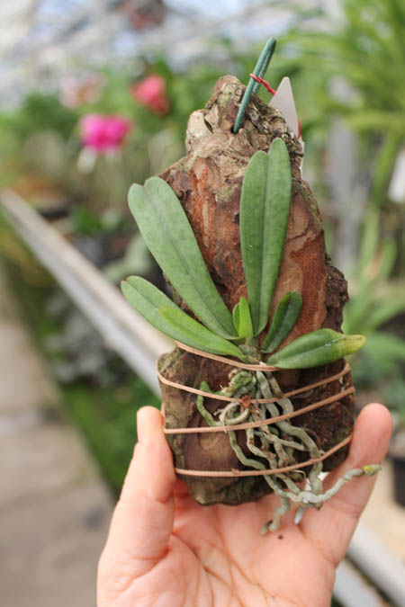 Aerangis laurentii.jpg