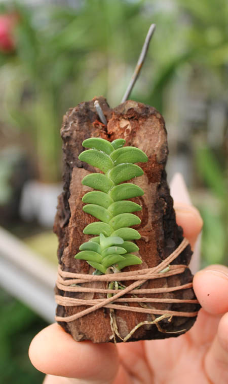 Angraecum distichum.jpg