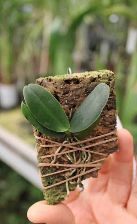 Aerangis fastuosa.jpg