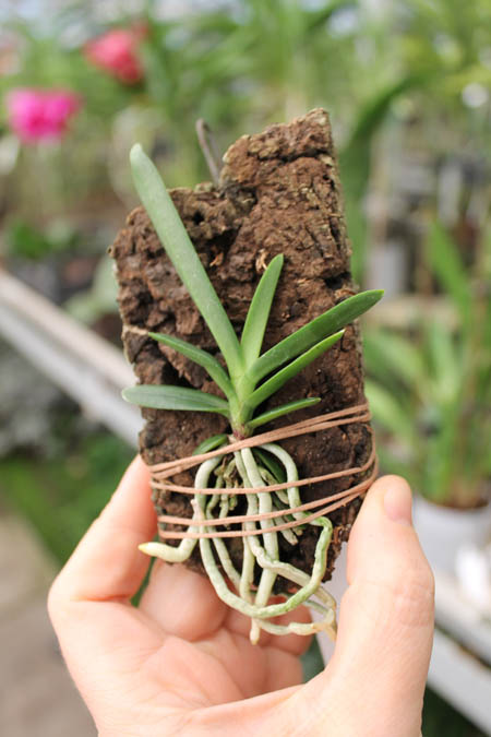 Angraecum viguieri.jpg