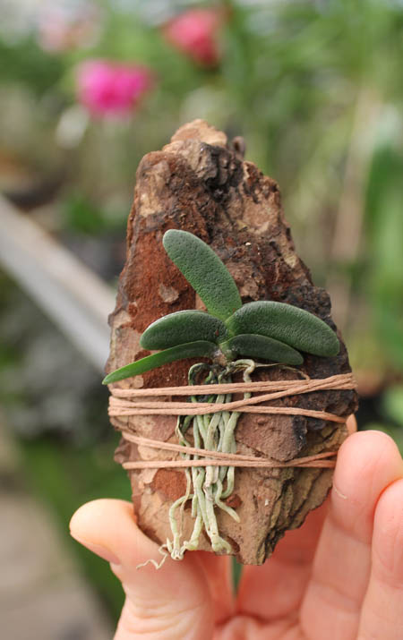 Angraecum aloifolium.jpg