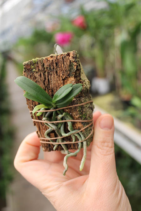 Aerangis rhodosticta.jpg