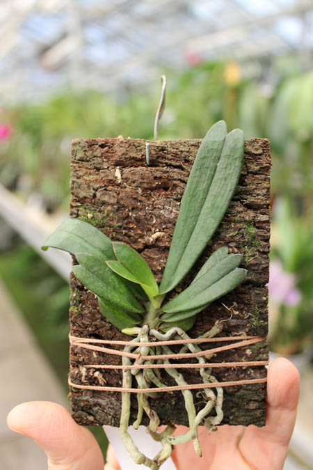 Aerangis mystacidii.jpg