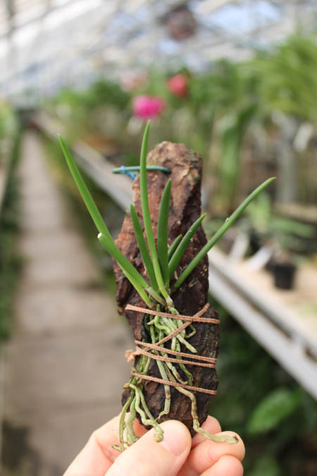 Leptotes bicolor.jpg
