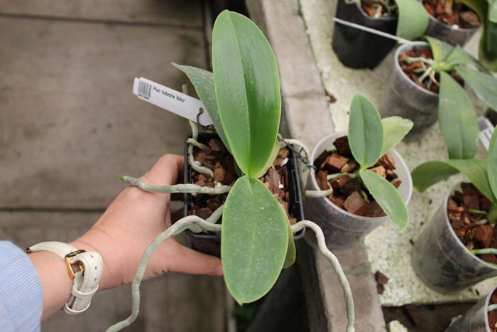 Phalaenopsis Natasha 'Aiko'.jpg