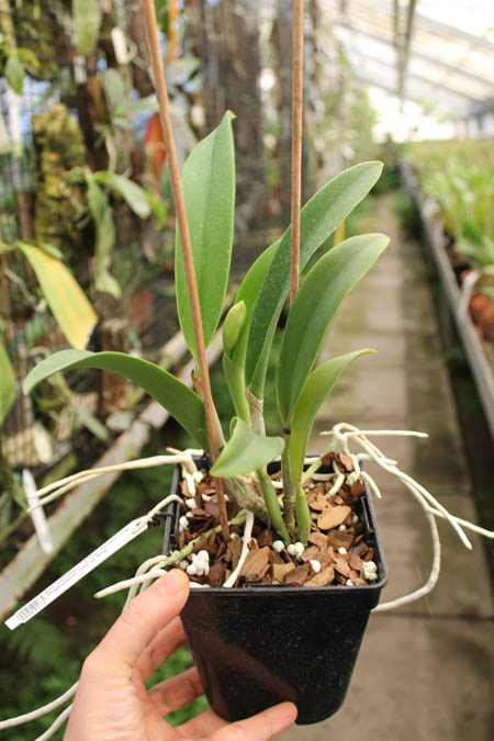 Brassolaeliocattleya Golden 'Green Angel' x Brassavola digbyana 'Uncle Pig'.jpg