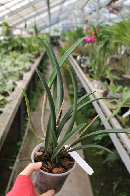 Brassavola Jiminy Cricket 'Superbug'.jpg