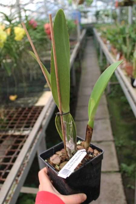 Cattleya Earl 'Imperialis' x Brassolaeliocattleya Ranger Six 'Aok' x Brassavola digbyana 'Mr Pig'.jpg