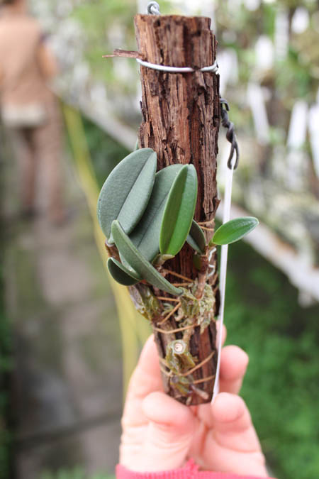 Bulbophyllum bootanoides.jpg