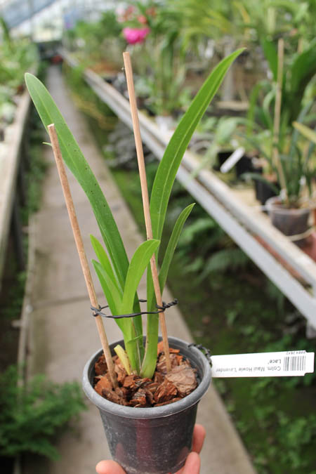 Colmanara Maui Howie 'Lavender Lace'.jpg