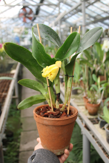 Brassolaeliocattleya Haadyai Delight 'Bangprom Gold'.jpg
