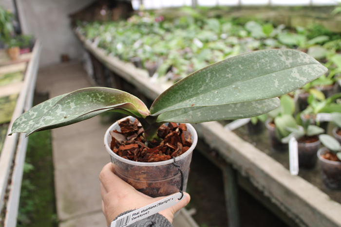 Phalaenopsis stuartiana ('Starlight' x 'Darkforce').jpg