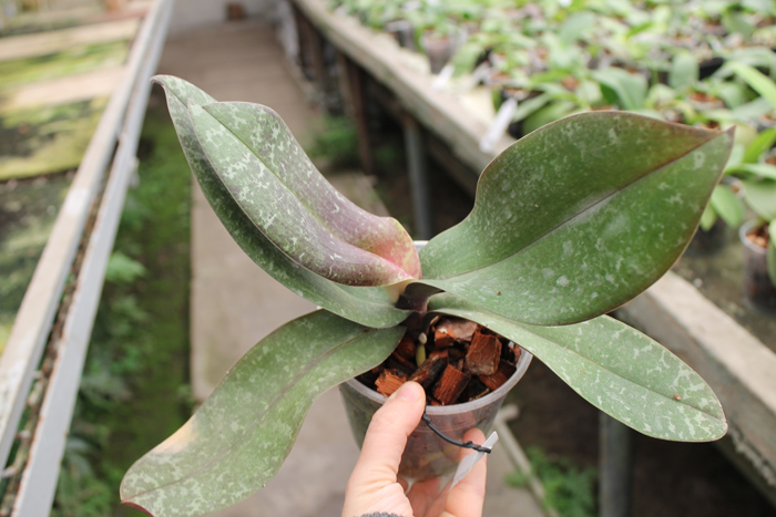 Phalaenopsis schilleriana 'Wan Dan'.jpg