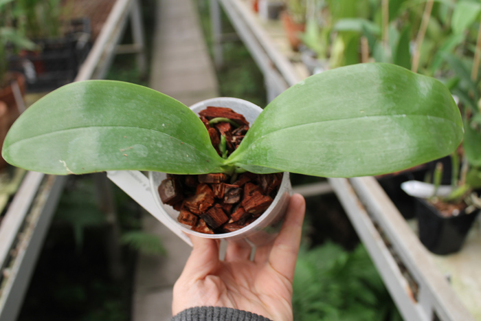 Phalaenopsis Ld's Bear King x violacea indigo.jpg