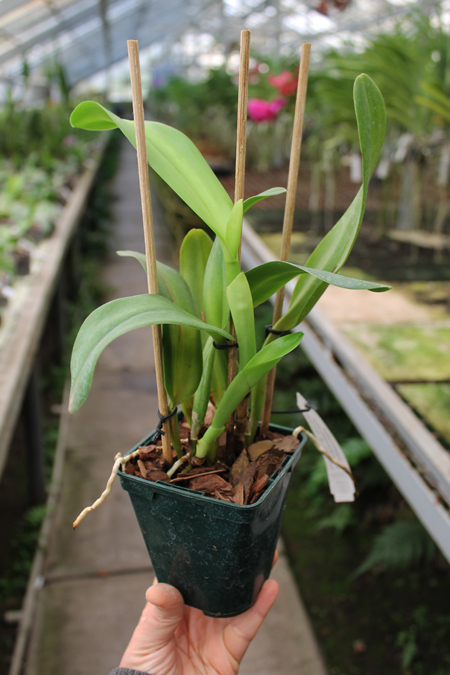 Potinara Orglade's Tradition 'Sunset'(Brassolaeliocattleya Bouton D'Or x Sophrolaeliocattleya Hazel Boyd).jpg