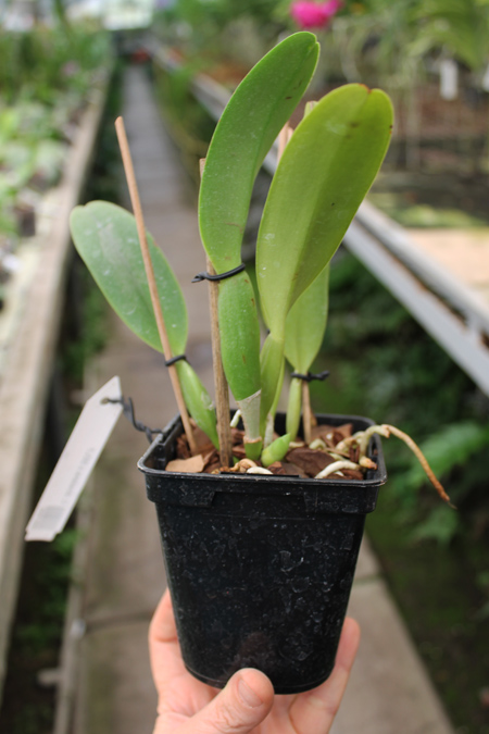 Cattleya dowiana x SELF.jpg