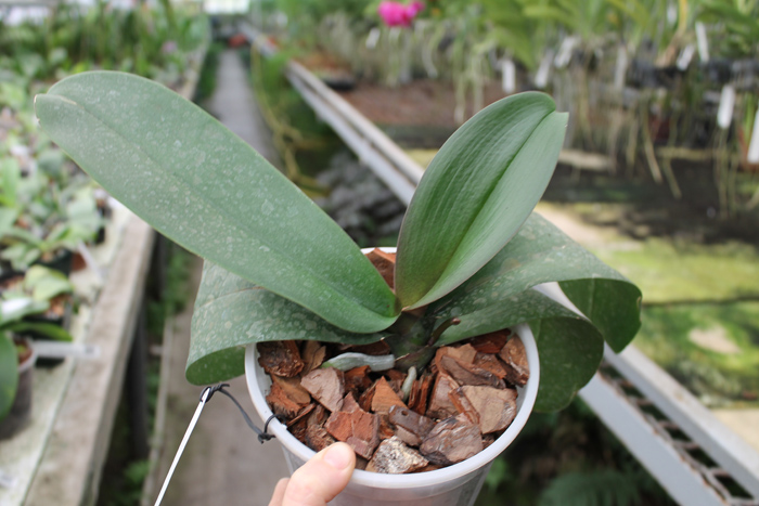 Phalaenopsis philippinensis x stuartiana var yellow.jpg
