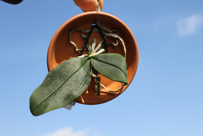 Phalaenopsis lobbii yellow & pink.jpg