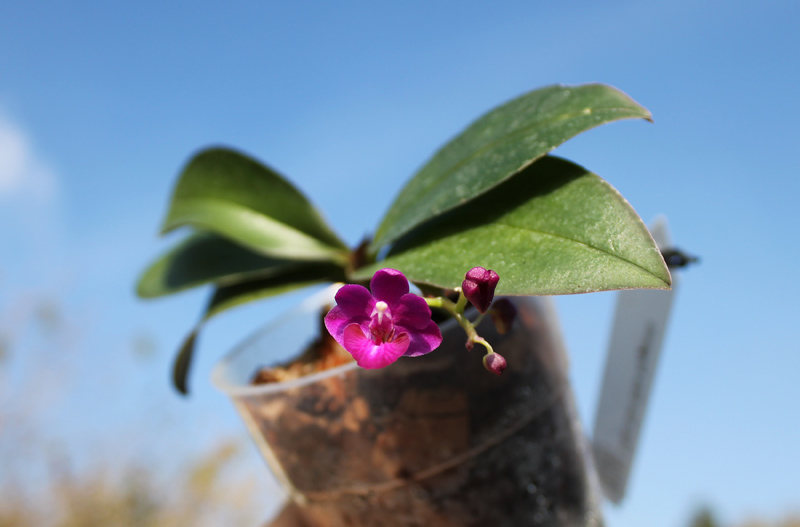 Phalaenopsis San Shia Appendo.jpg