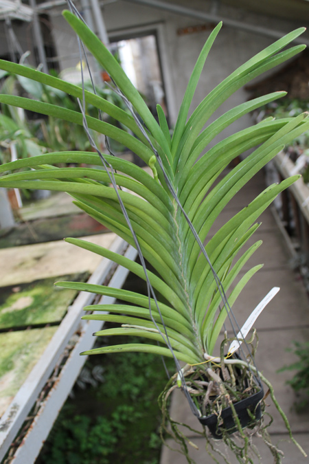 Ascocenda Princess Mikasa White.jpg