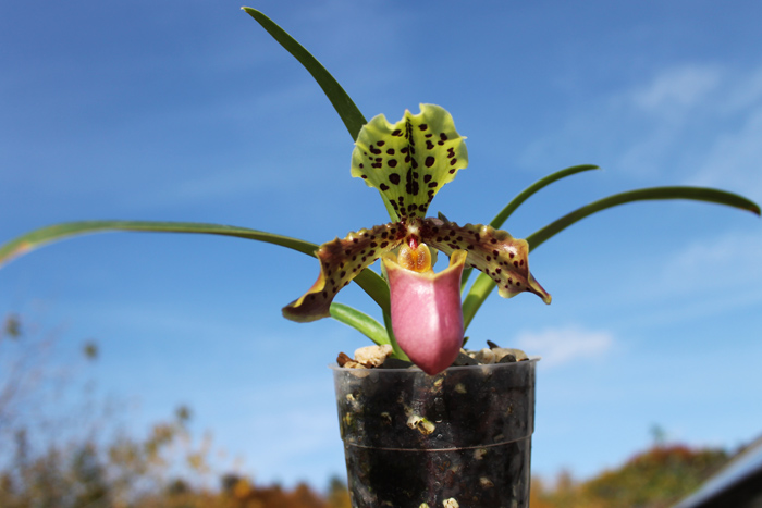 Paphiopedilum henryanum.jpg