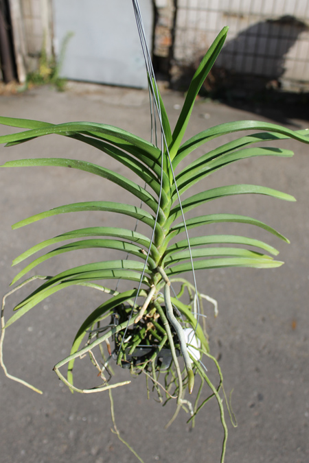 Vanda Mimi Palmer x Kultana Fragrance x Kultana Oriental Aroma.jpg