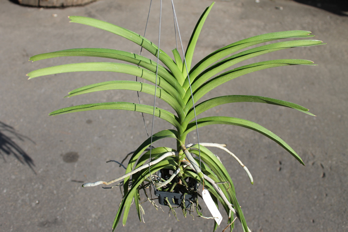 Vanda Mimi Palmer Fragrance.jpg