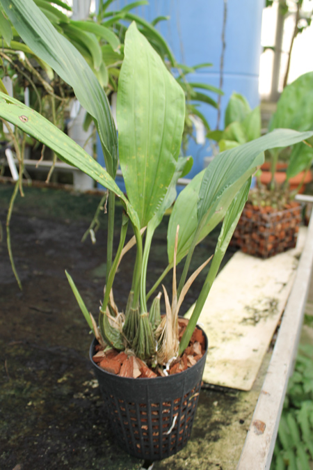 Stanhopea jenischiana.jpg