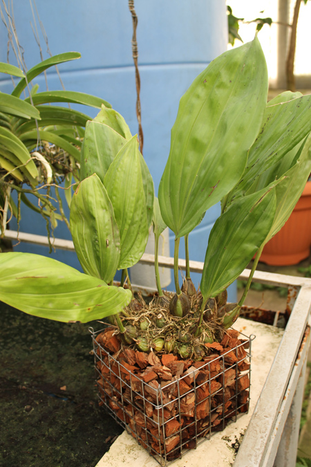 Stanhopea embreei orange.jpg