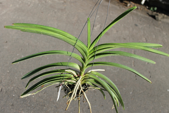 Vanda Mimi Palmer Fragrance.jpg