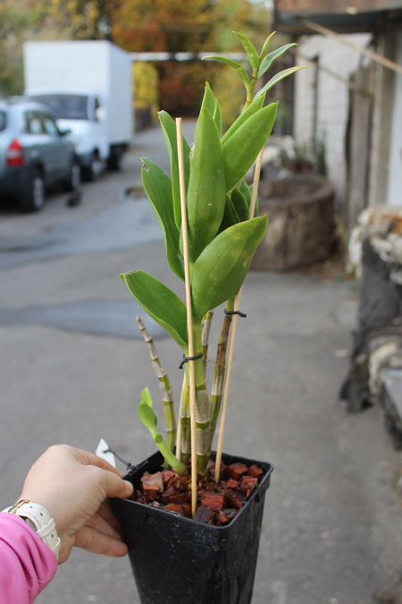 Dendrobium antennatum.jpg