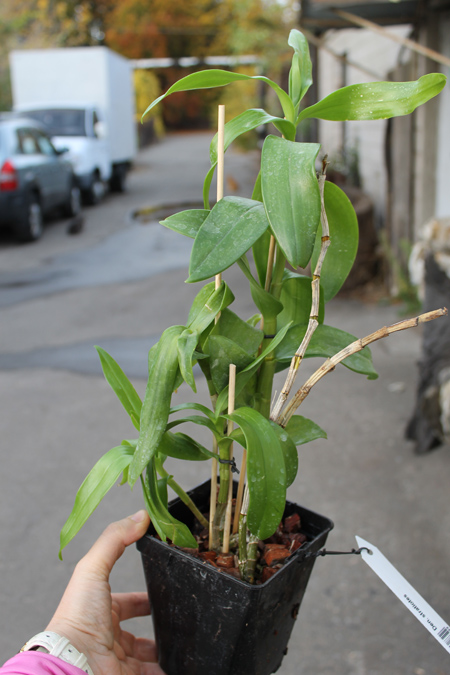 Dendrobium stratiotes.jpg