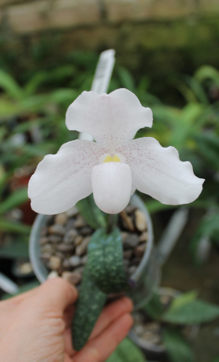 Paphiopedilum niveum.jpg