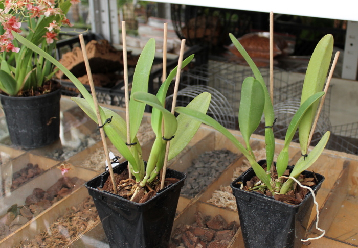 Cattleya dowiana x SELF.JPG